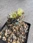 Preview: Turbinicarpus flaviflorus gelb